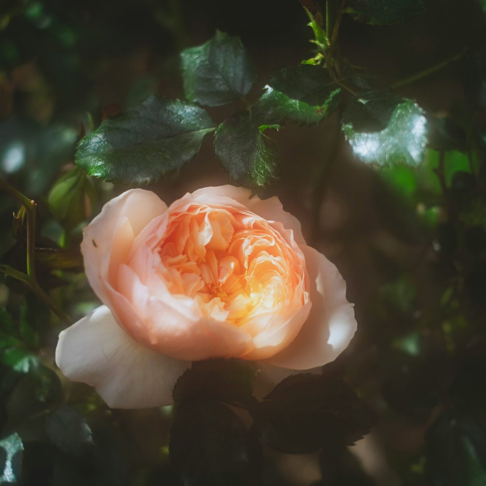 fuu-j-h_uooHNWzbE-unsplash